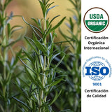 OLEUM VITAE 3x2 Aceite Esencial de Romero Rosmarinus Officinalis 100% Puro y Orgánico 15 ml