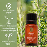 OLEUM VITAE 3x2 Aceite Esencial de Romero Rosmarinus Officinalis 100% Puro y Orgánico 15 ml