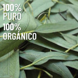 OLEUM VITAE Aceite Esencial de Eucalipto 120ml. Eucalyptus Globulus 100% Puro y Orgánico. Hecho en India Certificado USDA ORGANIC Aplicación Externa y Aromática