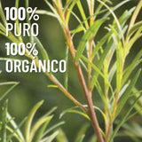 OLEUM VITAE Aceite Esencial de Árbol de Té 120ml. Melaleuca Alternifolia. 100% Puro y Orgánico. Certificado USDA ORGANIC. Aplicación Externa y Aromática.
