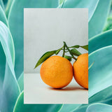 ▶ RAW SUGAR Men's Body Wash | Eucalyptus + Cedar Leaf | 25 oz