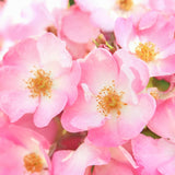 Rosa Mosqueta Tratt NTT Lev 30