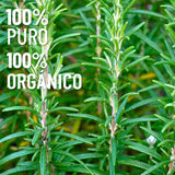 OLEUM VITAE Aceite Esencial de Romero 120ml. Rosmarinus Officinalis 100% Puro y Orgánico. Hecho en India Certificado USDA ORGANIC Aplicación Interno Externo y Aromático