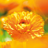 Weleda - Crema para el facial para bebé con calendula - 50ml