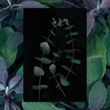 ▶ RAW SUGAR  Men's 2-in-1 Eucalyptus, Sage, and Shea Moisture Shampoo & Conditioner - 18 oz (Pack of 1) + Loofah