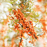 Weleda Hydrating Sea Buckthorn Body and Beauty Oil, 3.4 Fluid Ounce, Plant Rich Body and Beauty Oil with Sea Buckthorn and Sesame Oils