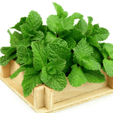 Jabón Glicerina Benjuí y Menta 100 gr.